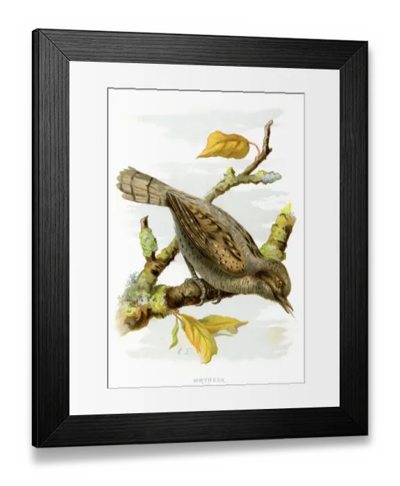 Framed Print : Animal, Animal Themes, Animals In The Wild, Antique, Art, Bird, Color Image, Engraved Image Framed Print : Animal, Animal Themes, Animals In The Wild, Antique, Art, Bird, Color Image, Engraved Image
