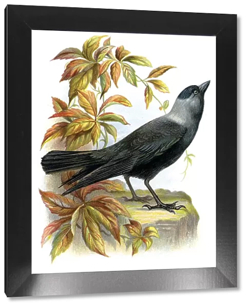Western Jackdaw - Corvus monedula