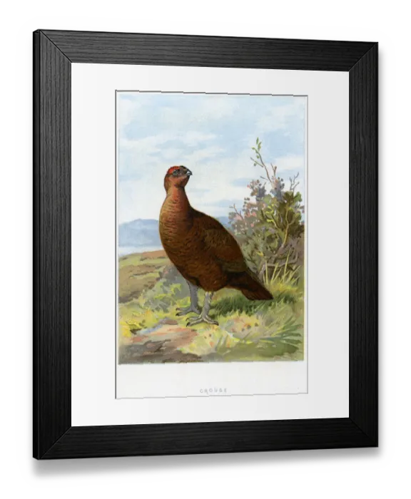 Framed Print : Animal, Animal Themes, Animals In The Wild, Antique, Art, Bird, Descriptive Color Framed Print : Animal, Animal Themes, Animals In The Wild, Antique, Art, Bird, Descriptive Color