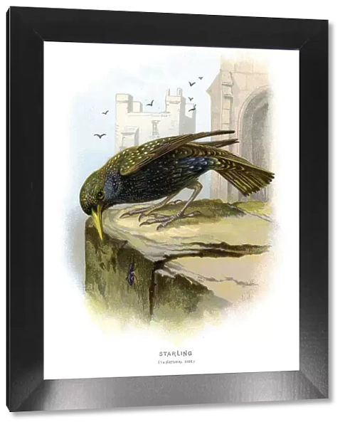 Starling. Vintage colour lithograph from 1883 of a starling
