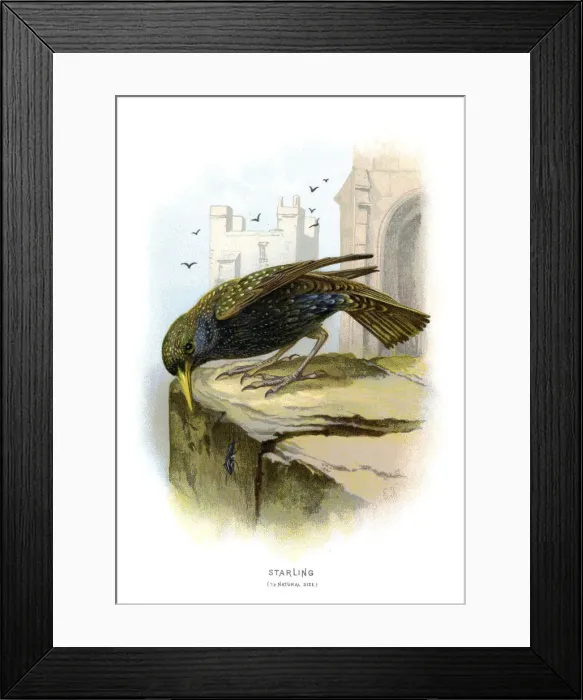 Framed Print : Starling. Vintage colour lithograph from 1883 of a starling Framed Print : Starling. Vintage colour lithograph from 1883 of a starling