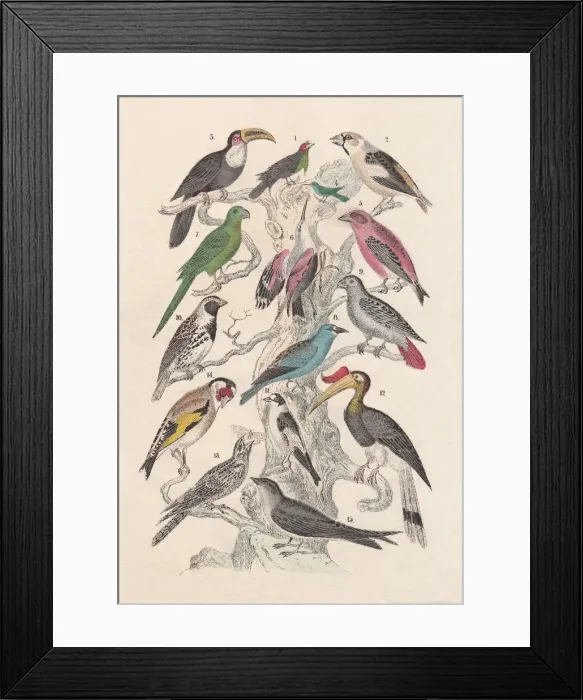 Framed Print : Birds, hand-colored lithograph, published in 1880 Framed Print : Birds, hand-colored lithograph, published in 1880