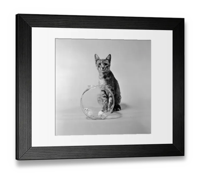 Framed Print : Not Interested Framed Print : Not Interested