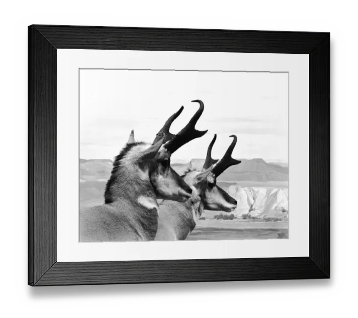 Framed Print : Horns Ahead Framed Print : Horns Ahead