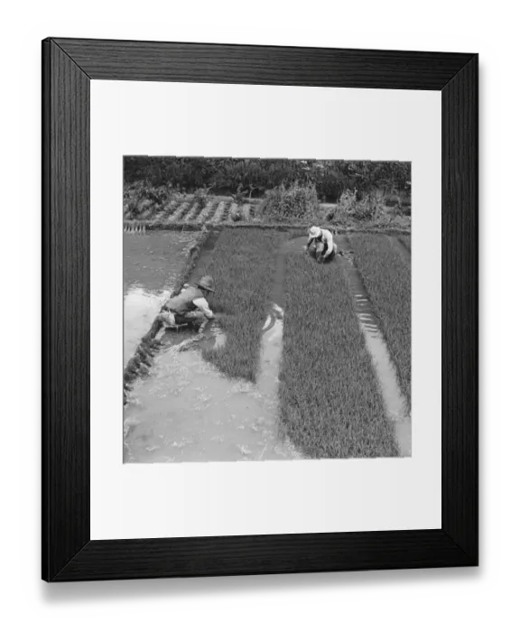 Framed Print : Japanese Rice Field Framed Print : Japanese Rice Field