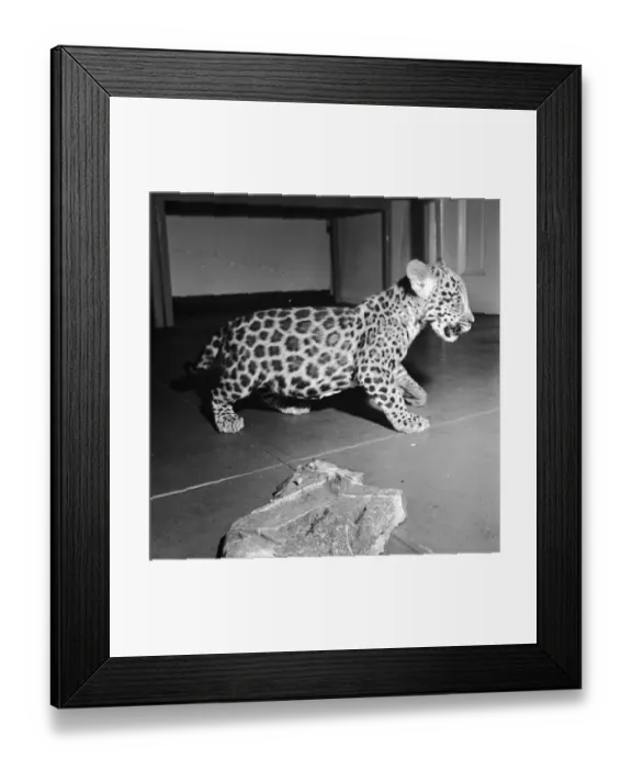 Framed Print : Jaguar And Meat Framed Print : Jaguar And Meat