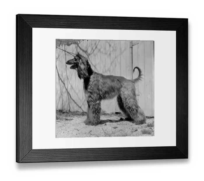 Framed Print : Drying The Dog Framed Print : Drying The Dog