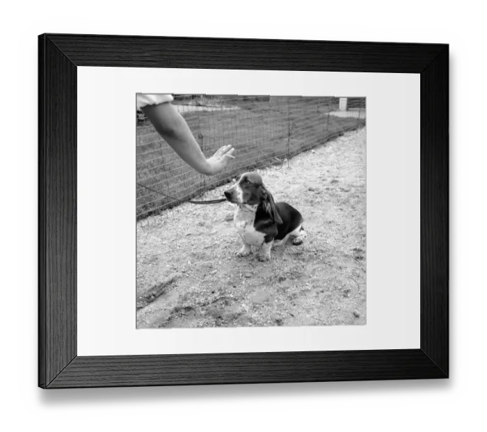 Framed Print : Sit And Stay