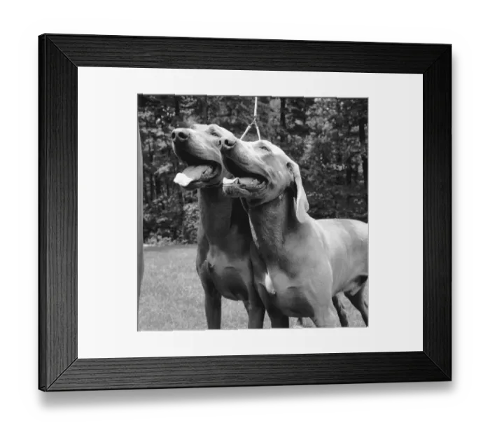 Framed Print : Two Dogs. A pair of dogs on a lead Framed Print : Two Dogs. A pair of dogs on a lead