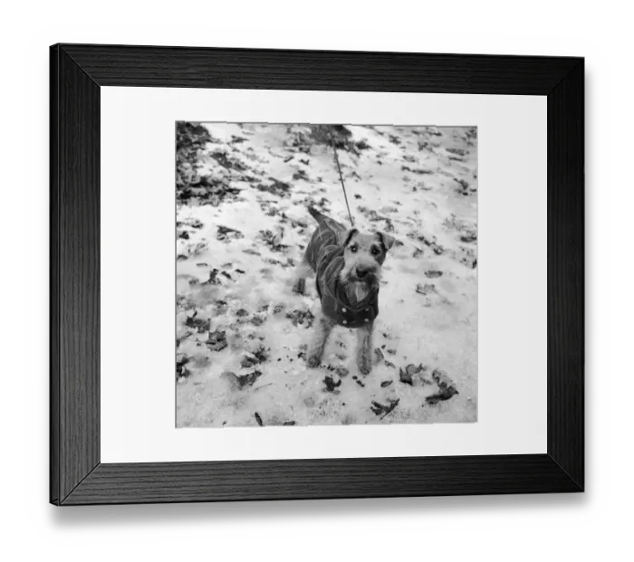 Framed Print : Doggy Jacket Framed Print : Doggy Jacket