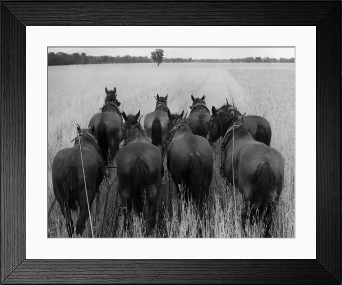 Framed Print : Eight Horse Power