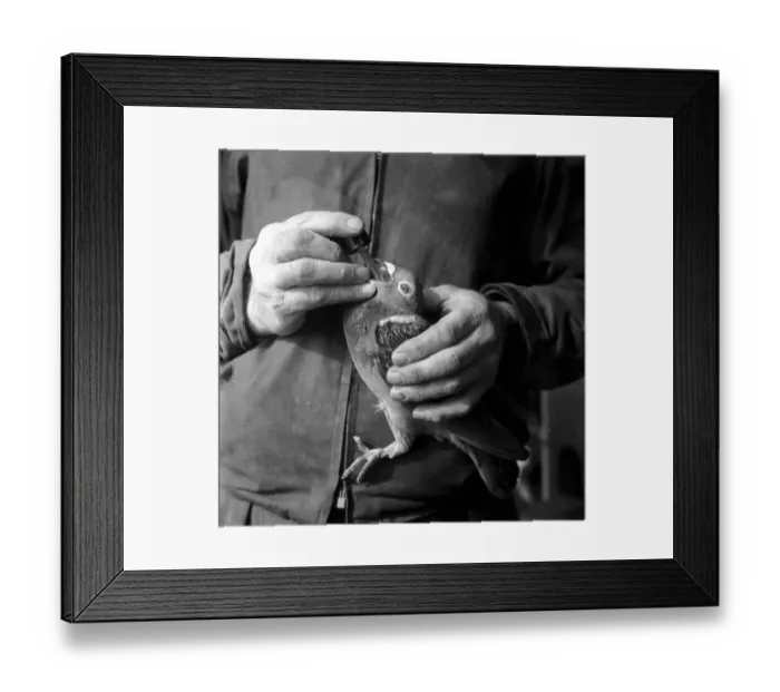 Framed Print : Sick Bird. A sick pigeon is given medication orally by means of a dropper