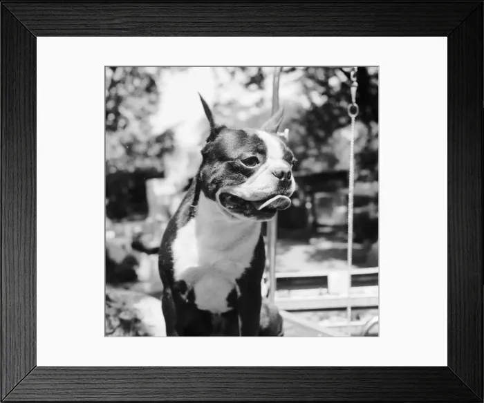 Framed Print : Dog. A dog Framed Print : Dog. A dog