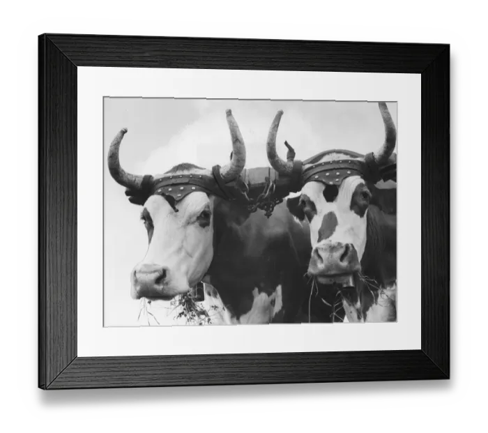Framed Print : Cattle. A yoke fastened over the necks of cattle and attached to the plough or wagon Framed Print : Cattle. A yoke fastened over the necks of cattle and attached to the plough or wagon