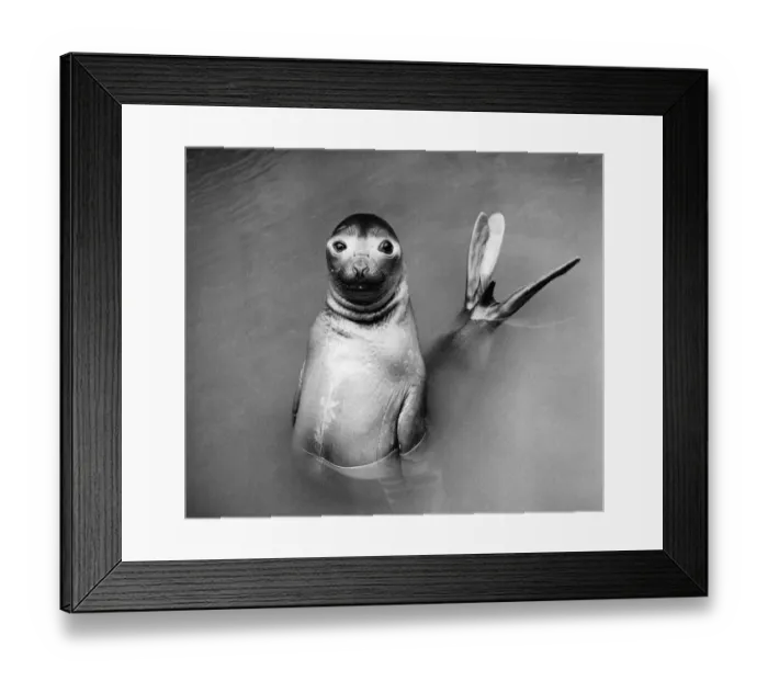 Framed Print : Posing Seal Framed Print : Posing Seal