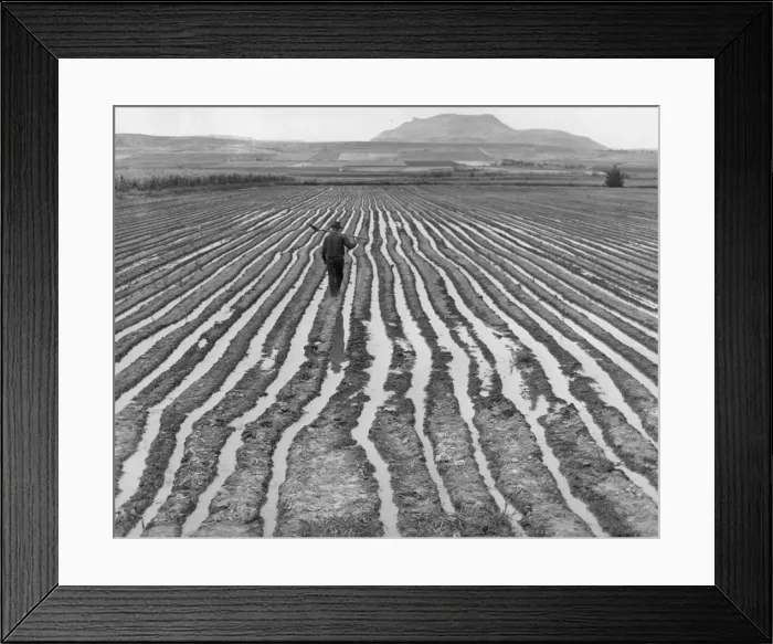 Framed Print : US Farm. A farm worker crossing an irrigated field Framed Print : US Farm. A farm worker crossing an irrigated field