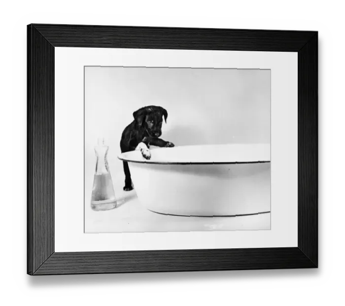 Framed Print : Curious Puppy Framed Print : Curious Puppy