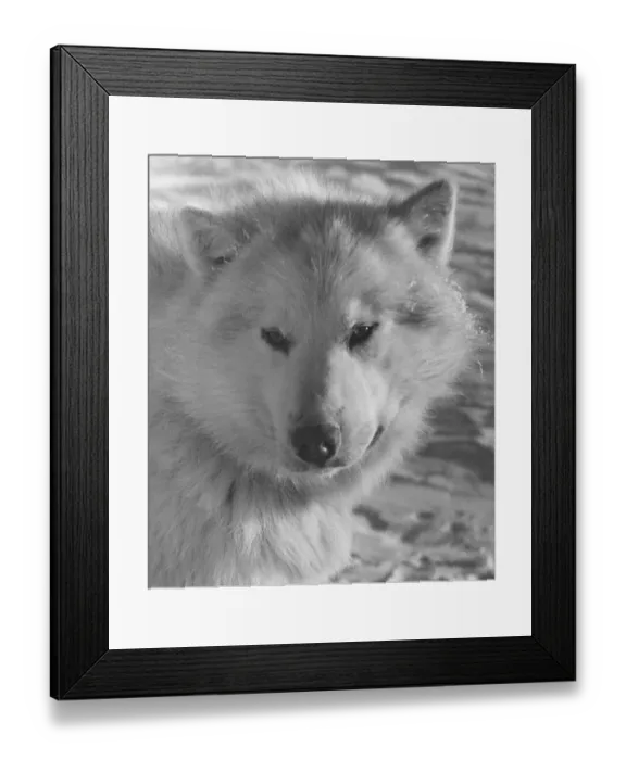 Framed Print : Husky Dog. An Alaskan Husky dog Framed Print : Husky Dog. An Alaskan Husky dog