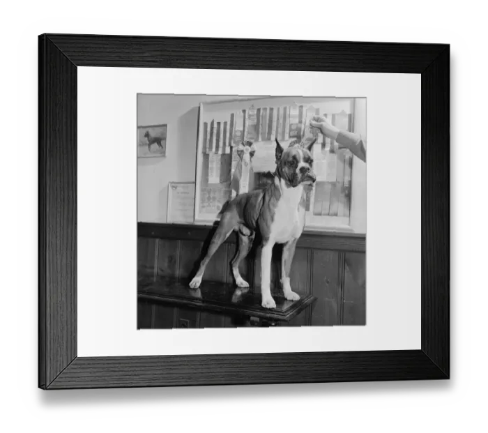 Framed Print : Prize Boxer Framed Print : Prize Boxer