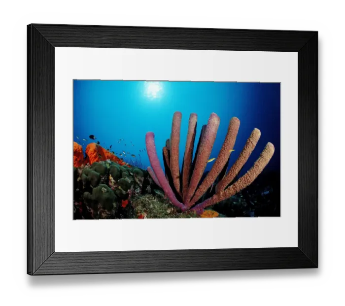 Framed Print : animal, animals, anthozoa, aquatic, bodies, body, british, bvi, caribbean, caribeean Framed Print : animal, animals, anthozoa, aquatic, bodies, body, british, bvi, caribbean, caribeean