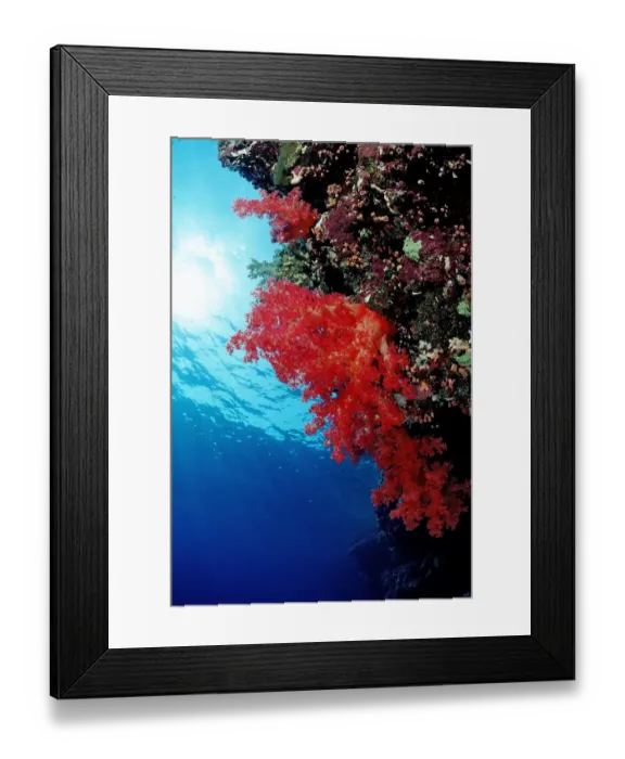 Framed Print : africa, african, animal, animals, anthozoa, aquatic, cnidaria, colored, colorful Framed Print : africa, african, animal, animals, anthozoa, aquatic, cnidaria, colored, colorful