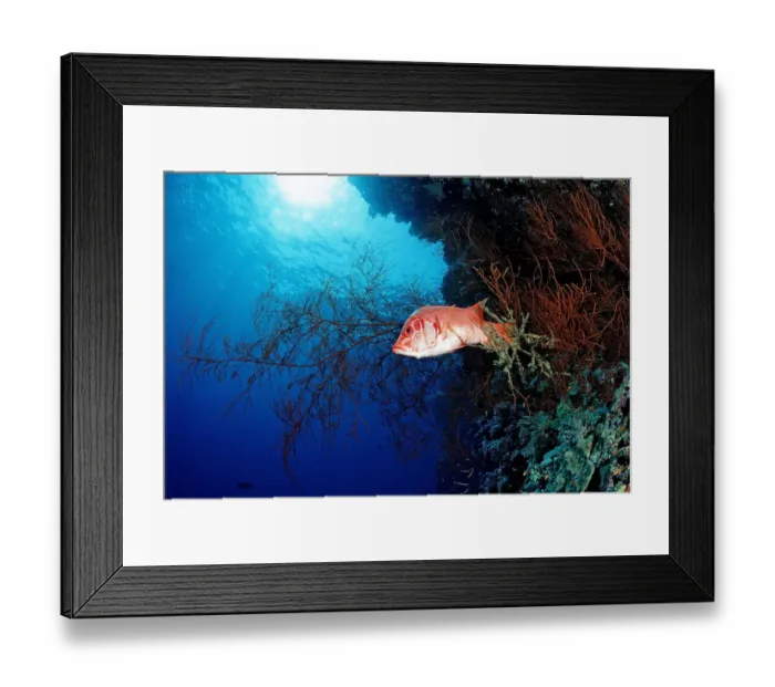 Framed Print : africa, african, animal, animals, anthozoa, aquatic, black, cnidaria, coral, corals Framed Print : africa, african, animal, animals, anthozoa, aquatic, black, cnidaria, coral, corals