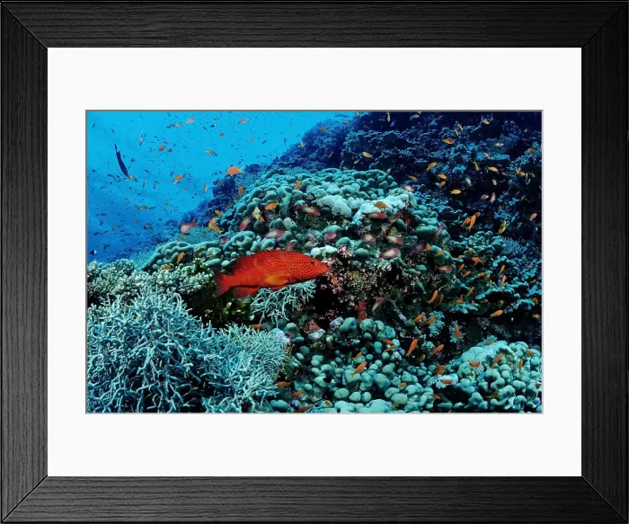 Framed Print : Magical Underwater World Framed Print : Magical Underwater World