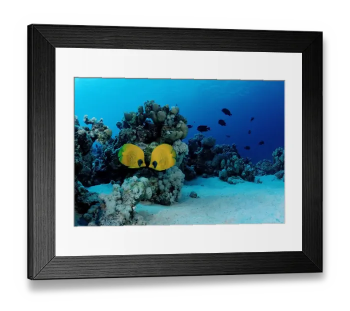 Framed Print : africa, african, animal, animals, anthozoa, aquatic, bony, butterflyfish, butterflyfishes Framed Print : africa, african, animal, animals, anthozoa, aquatic, bony, butterflyfish, butterflyfishes