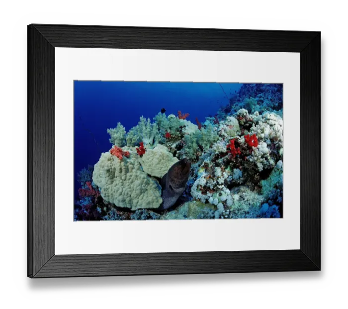 Framed Print : actinopterygii, africa, african, alam, animal, animals, anthozoa, aquatic, bony, camoflage Framed Print : actinopterygii, africa, african, alam, animal, animals, anthozoa, aquatic, bony, camoflage