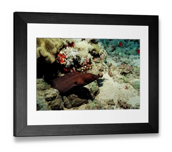 Framed Print : actinopterygii, africa, african, animal, animals, aquatic, bony, camoflage, camoflaged