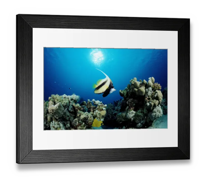 Framed Print : africa, african, animal, animals, anthozoa, aquatic, bannerfish, cnidaria, coral Framed Print : africa, african, animal, animals, anthozoa, aquatic, bannerfish, cnidaria, coral