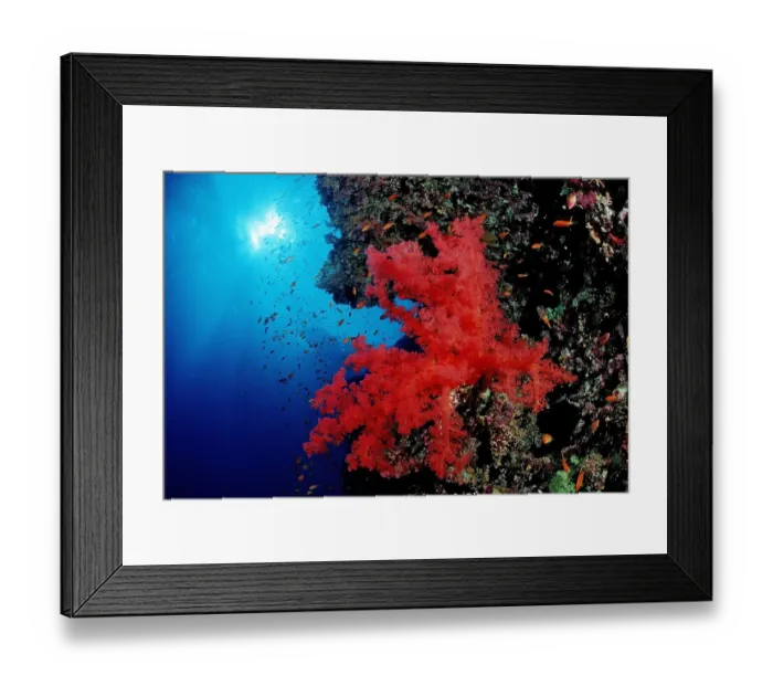 Framed Print : africa, african, animal, animals, anthozoa, aquatic, array, blue, bodies, body, bright