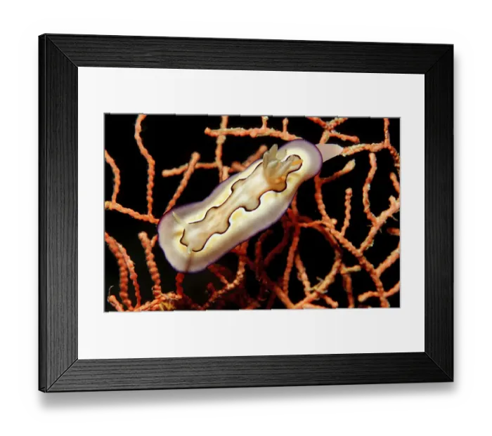 Framed Print : animal, animals, aquatic, asia, asian, celebes, chromodoris, coi, dweller, dwellers Framed Print : animal, animals, aquatic, asia, asian, celebes, chromodoris, coi, dweller, dwellers