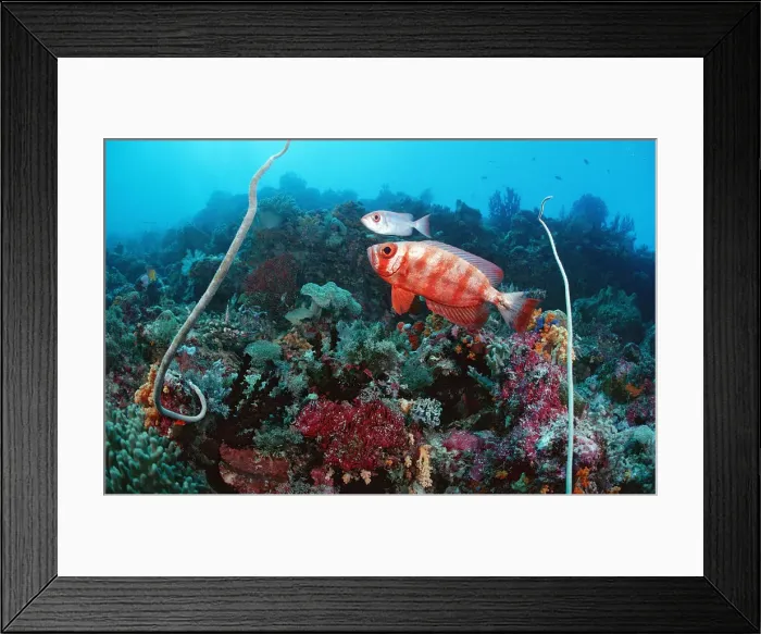 Framed Print : animal, animals, anthozoa, aquatic, asia, asian, bigeyes, bony, bullseye, bullseyes Framed Print : animal, animals, anthozoa, aquatic, asia, asian, bigeyes, bony, bullseye, bullseyes