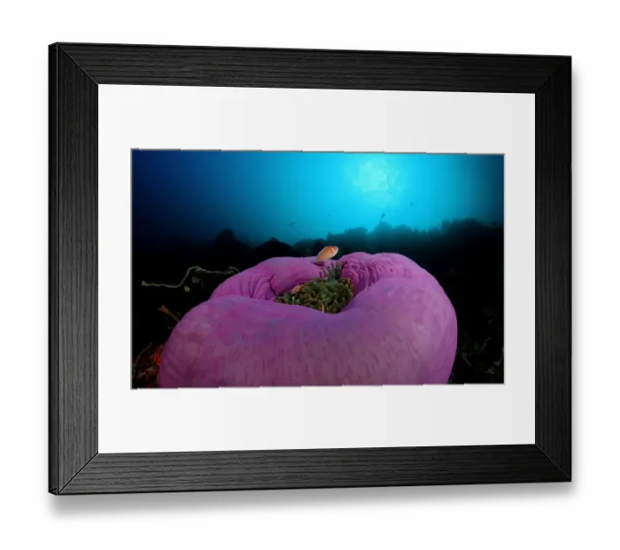 Framed Print : amphiprion, anemone, anemonefishes, animal, animals, aquatic, asia, asian, bali, dweller