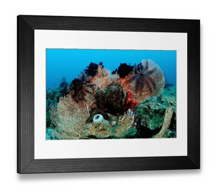 Framed Print : animal, animals, aquatic, asia, asian, colored, colorful, coloured, colourful, coral Framed Print : animal, animals, aquatic, asia, asian, colored, colorful, coloured, colourful, coral