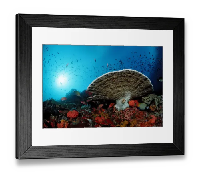 Framed Print : animal, animals, aquatic, asia, asian, colored, colorful, coloured, colourful, coral