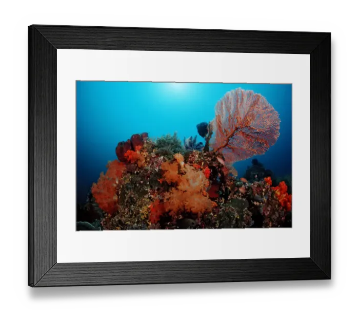 Framed Print : animal, animals, aquatic, asia, asian, colored, colorful, coloured, colourful, coral Framed Print : animal, animals, aquatic, asia, asian, colored, colorful, coloured, colourful, coral