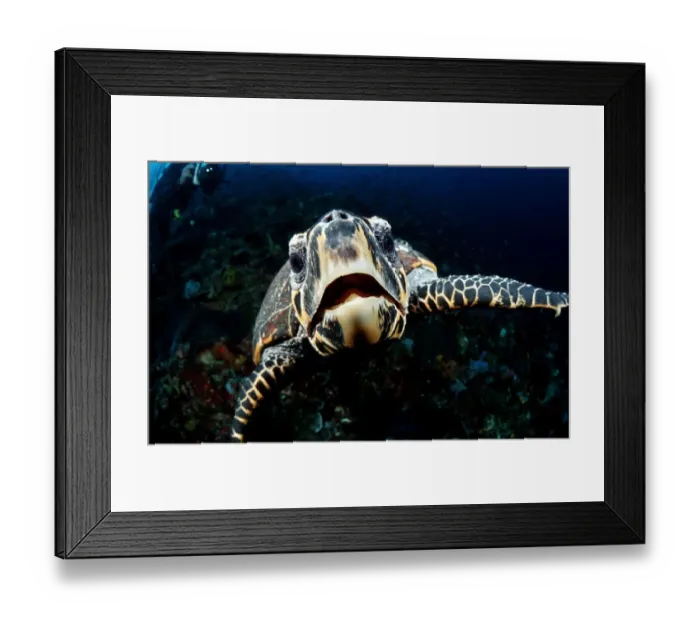 Framed Print : animal, animals, aquatic, asia, asian, celebes, cheloniidae, dweller, dwellers, east Framed Print : animal, animals, aquatic, asia, asian, celebes, cheloniidae, dweller, dwellers, east