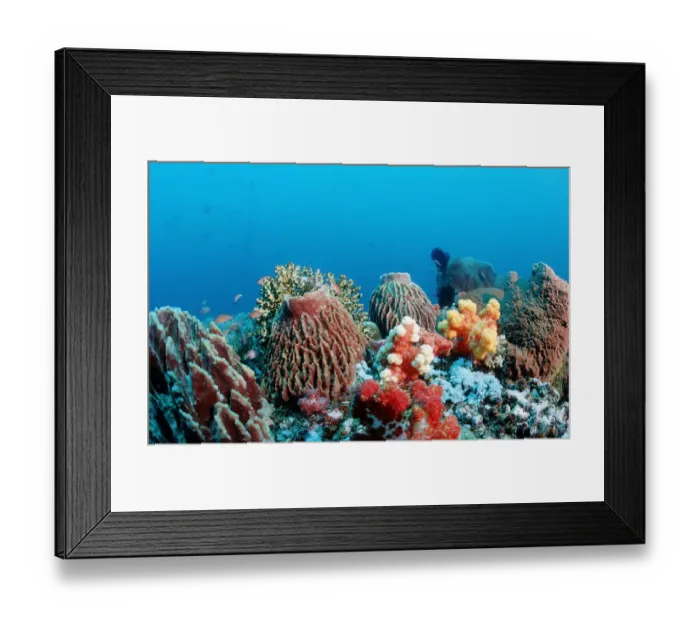 Framed Print : animal, animals, aquatic, asia, asian, barrel, colored, colorful, coloured, colourful Framed Print : animal, animals, aquatic, asia, asian, barrel, colored, colorful, coloured, colourful