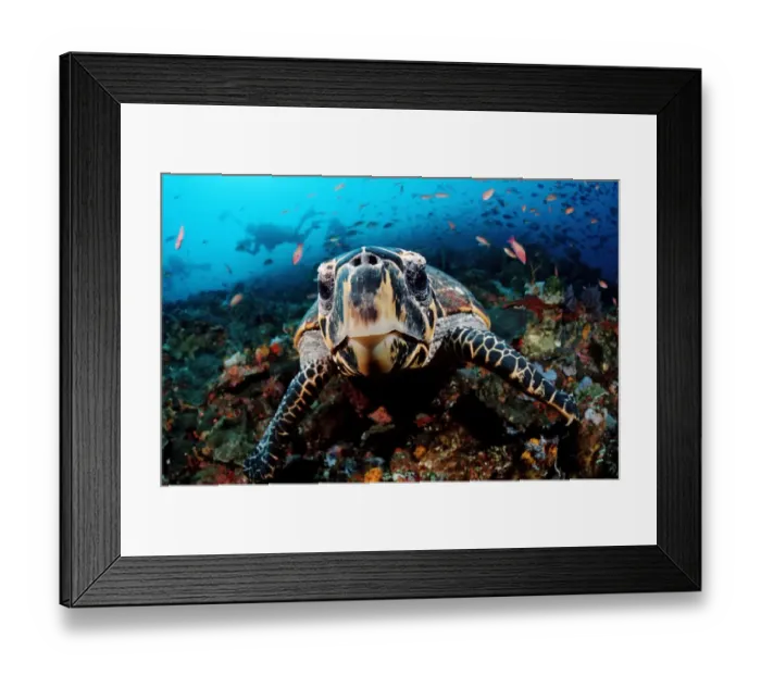 Framed Print : animal, animals, aquatic, asia, asian, cheloniidae, colored, colorful, coloured, colourful Framed Print : animal, animals, aquatic, asia, asian, cheloniidae, colored, colorful, coloured, colourful