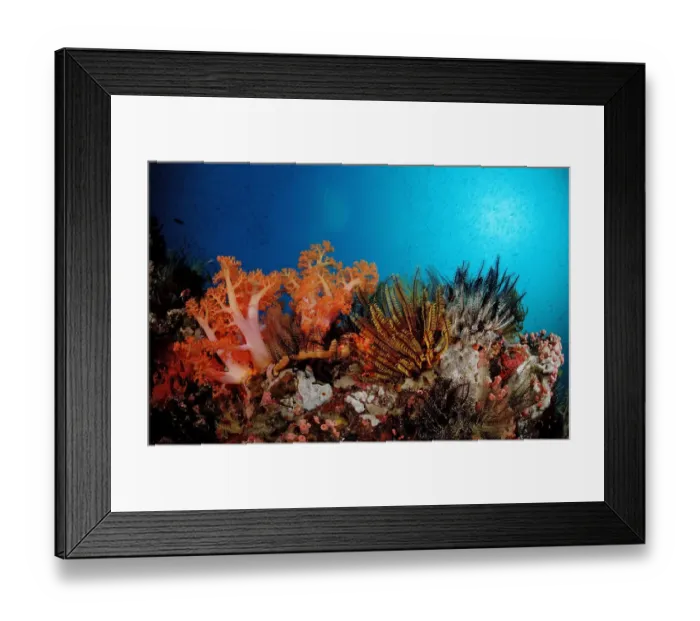 Framed Print : animal, animals, aquatic, asia, asian, colored, colorful, coloured, colourful, coral