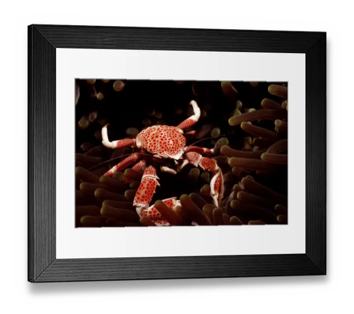 Framed Print : Magical Underwater World Framed Print : Magical Underwater World