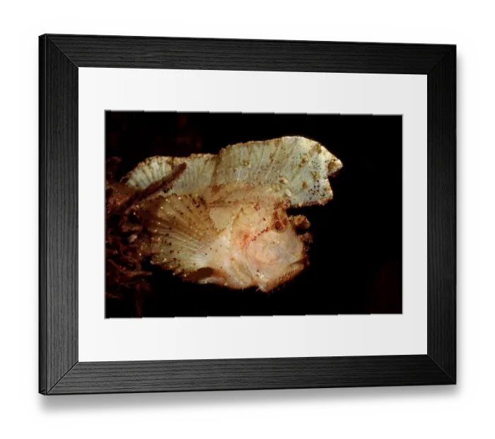 Framed Print : Magical Underwater World Framed Print : Magical Underwater World