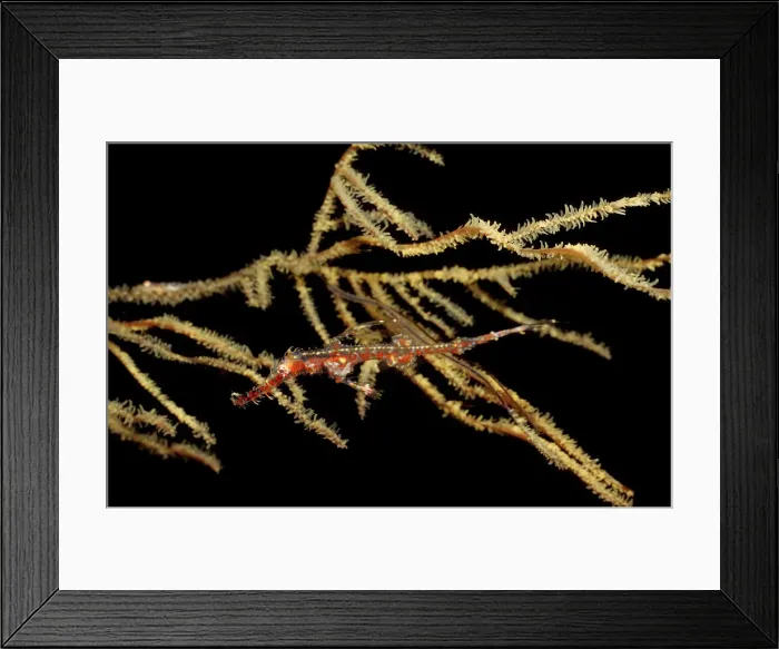 Framed Print : Magical Underwater World Framed Print : Magical Underwater World