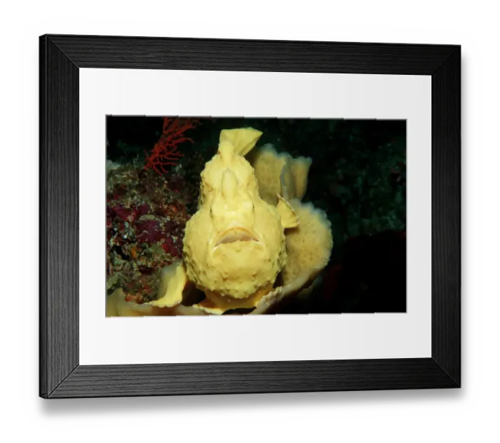 Framed Print : Magical Underwater World Framed Print : Magical Underwater World
