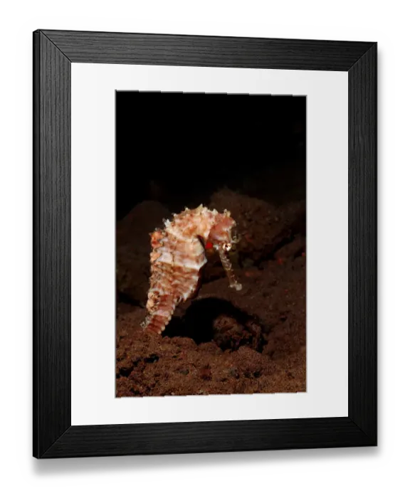 Framed Print : animal, animals, aquatic, asia, asian, bali, dweller, dwellers, east, fauna, hippocamp Framed Print : animal, animals, aquatic, asia, asian, bali, dweller, dwellers, east, fauna, hippocamp