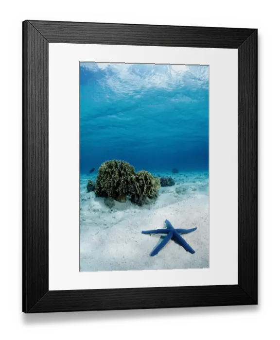 Framed Print : animal, animals, aquatic, asia, asian, asteroidea, blue, dweller, dwellers, east Framed Print : animal, animals, aquatic, asia, asian, asteroidea, blue, dweller, dwellers, east