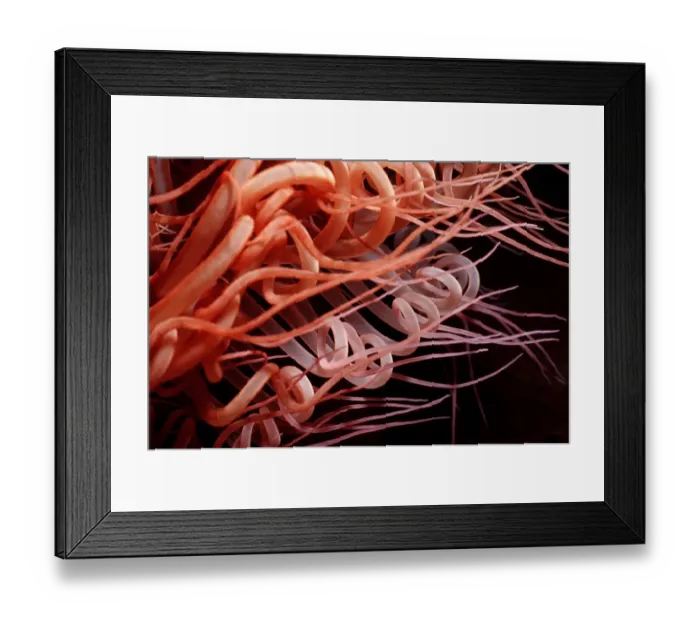 Framed Print : anemoe, animal, animals, anthozoa, aquatic, asia, asian, bali, ceriantharia, cnidaria