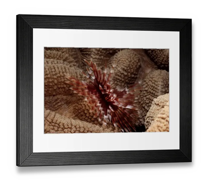Framed Print : animal, animals, aquatic, asia, asian, bali, dweller, dwellers, east, fan, fauna Framed Print : animal, animals, aquatic, asia, asian, bali, dweller, dwellers, east, fan, fauna